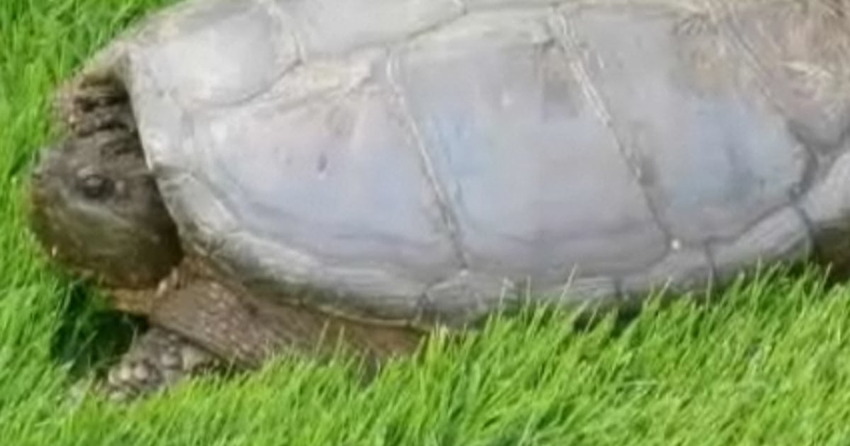Alligator snapping turtles invade Oregon park